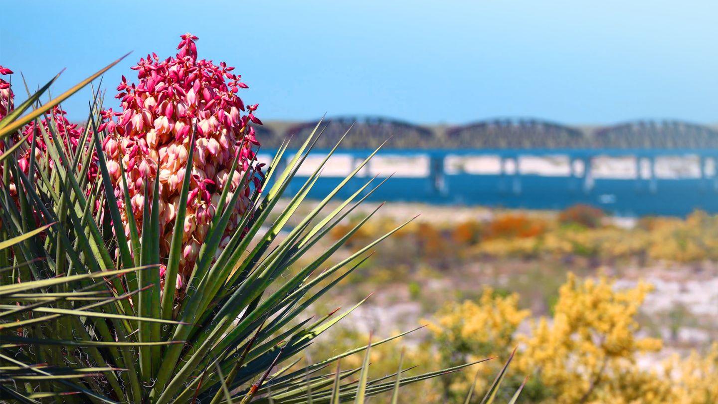 Wear Your Park Memories